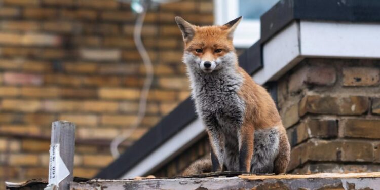 Urban Foxes Develop Unique Dialect