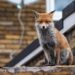 Urban Foxes Develop Unique Dialect