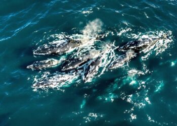 Whale Migration Patterns Shift Unexpectedly