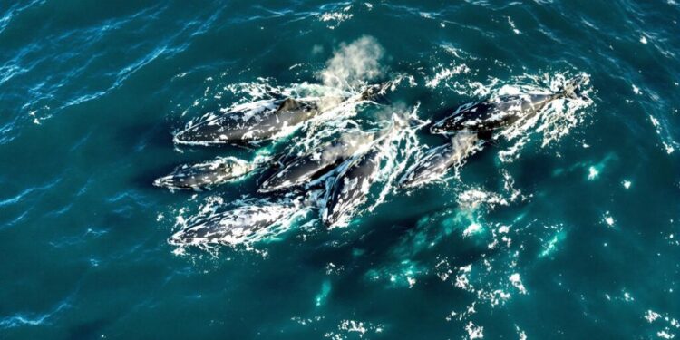 Whale Migration Patterns Shift Unexpectedly