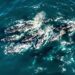 Whale Migration Patterns Shift Unexpectedly